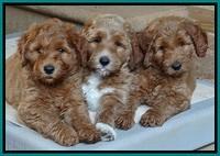 Noelle Dawson pups 7 wks old 531