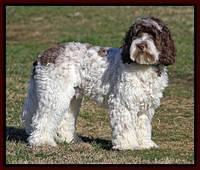 Duke Stand stacked 1 year old