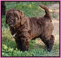 Group shots all dogs Aug 24 15 042