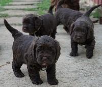 LIza Duke pups 4 wks old 351