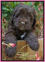 LIza Duke pups 5 wks old 31