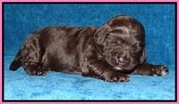 Liza Duke pups 1 wk old 11