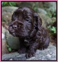 Liza Duke pups 3 wks old 31