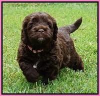 Liza Duke pups 4 wks old 21