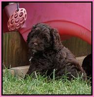 Liza Duke pups 6 wks old 111
