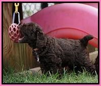 Liza Duke pups 6 wks old 81