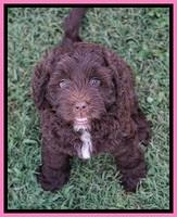 Liza Duke pups 7 wks old 11