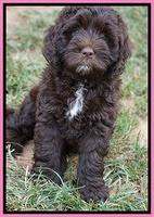 Liza Duke pups 7 wks old 31