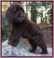 Liza Duke pups 8 wks old 81