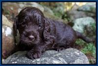 Liza Duke pups 3 wks old 61