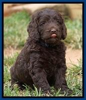 Liza Duke pups 6 wks old 151