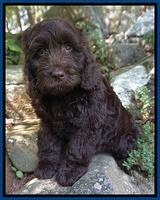 Liza Duke pups Blue and red boys 052