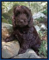 Liza Duke pups Blue and red boys 064