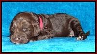 Liza Duke pups 1 wk old 71