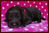Liza Duke pups 2 wks old 81