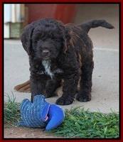 Liza Duke pups 6 wks old 341