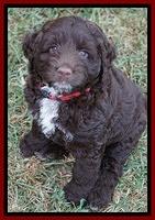 Liza Duke pups 7 wks old 191