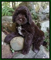 Green boy 8 wks old 003