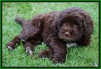 Liza Duke pups 7 wks old 231