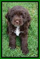 Liza Duke pups 7 wks old 251