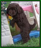 Liza Duke pups 7 wks old 261