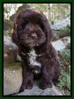 Liza Duke pups 8 wks old 11