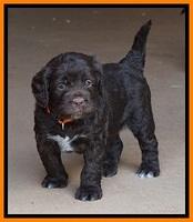 LIza Duke pups 4 wks old 241