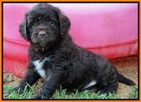 LIza Duke pups 5 wks old 221