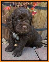 LIza Duke pups 5 wks old 241