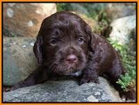 Liza Duke pups 3 wks old 181