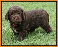 Liza Duke pups 4 wks old 191