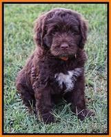 Liza Duke pups 7 wks old 331
