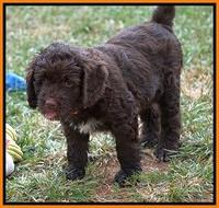 Liza Duke pups 7 wks old 341
