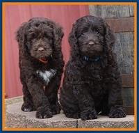 Liza Duke pups 7 wks old 91