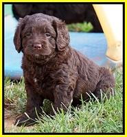Group shots all dogs Aug 24 15 105