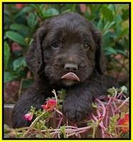 LIza Duke pups 5 wks old 291