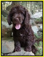 Liza Duke Yellow boy 8 wks old 026