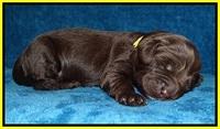 Liza Duke pups 1 wk old 131
