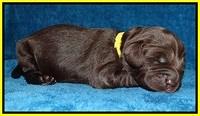 Liza Duke pups 1 wk old 141