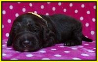 Liza Duke pups 2 wks old 151