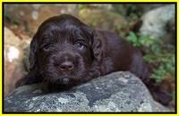 Liza Duke pups 3 wks old 201