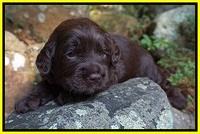 Liza Duke pups 3 wks old 211