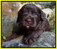Liza Duke pups 3 wks old 221