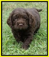 Liza Duke pups 4 wks old 221