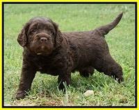 Liza Duke pups 4 wks old 231