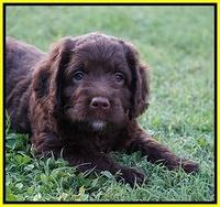 Liza Duke pups 6 wks old 401