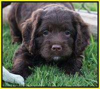 Liza Duke pups 6 wks old 411