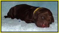 Liza Duke pups newborn 111