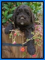 LIza Duke pups 5 wks old 331