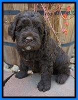 LIza Duke pups 5 wks old 341